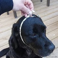 How to measure for a Leuchtie LED Collar